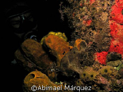 Two Frogfishes and Juan, Crash Boat Piers, Aguadilla, Pue... by Abimael Márquez 